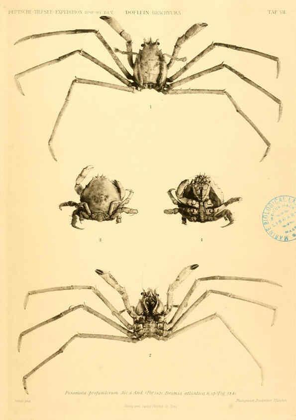 Reproducción/Reproduction 6388989595: Wissenschaftliche Ergebnisse der Deutschen Tiefsee-Expedition auf dem Dampfer ""Valdivia"" 1898-1899. bd.6. Atlas Jena,G. Fischer,1902-40
