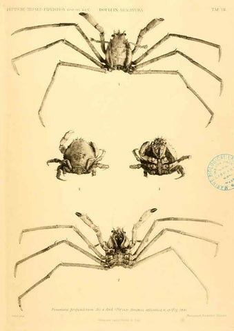 Reproducción/Reproduction 6388989595: Wissenschaftliche Ergebnisse der Deutschen Tiefsee-Expedition auf dem Dampfer ""Valdivia"" 1898-1899. bd.6. Atlas Jena,G. Fischer,1902-40