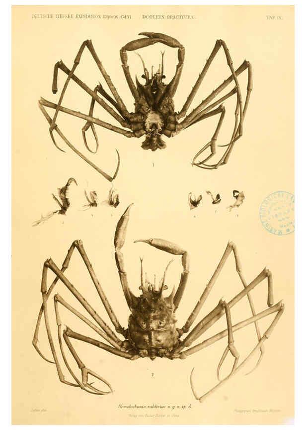 Reproducción/Reproduction 6388990535: Wissenschaftliche Ergebnisse der Deutschen Tiefsee-Expedition auf dem Dampfer ""Valdivia"" 1898-1899. bd.6. Atlas Jena,G. Fischer,1902-40