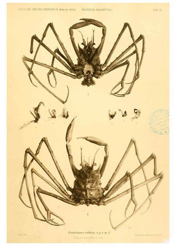 Reproducción/Reproduction 6388990535: Wissenschaftliche Ergebnisse der Deutschen Tiefsee-Expedition auf dem Dampfer ""Valdivia"" 1898-1899. bd.6. Atlas Jena,G. Fischer,1902-40