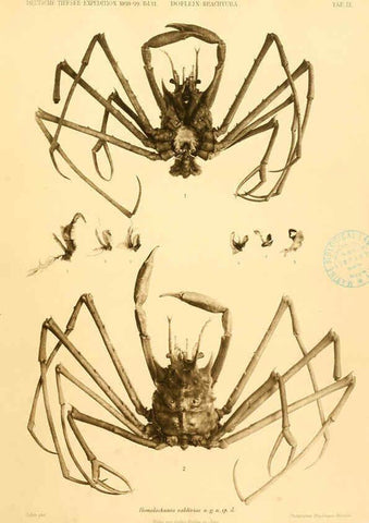 Reproducción/Reproduction 6388990535: Wissenschaftliche Ergebnisse der Deutschen Tiefsee-Expedition auf dem Dampfer ""Valdivia"" 1898-1899. bd.6. Atlas Jena,G. Fischer,1902-40