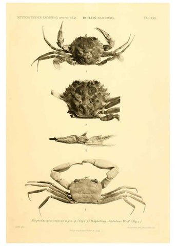 Reproducción/Reproduction 6388997421: Wissenschaftliche Ergebnisse der Deutschen Tiefsee-Expedition auf dem Dampfer ""Valdivia"" 1898-1899. bd.6. Atlas Jena,G. Fischer,1902-40