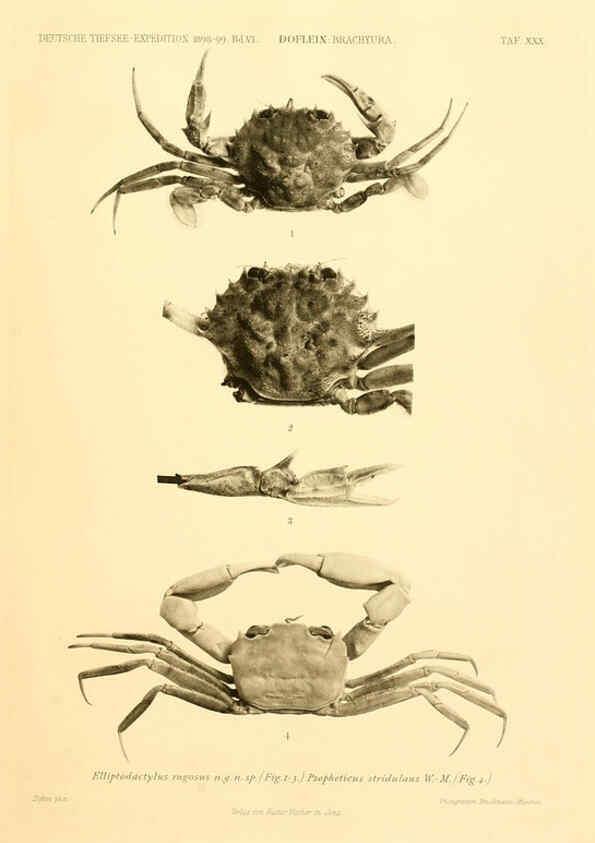 Reproducción/Reproduction 6388997421: Wissenschaftliche Ergebnisse der Deutschen Tiefsee-Expedition auf dem Dampfer ""Valdivia"" 1898-1899. bd.6. Atlas Jena,G. Fischer,1902-40