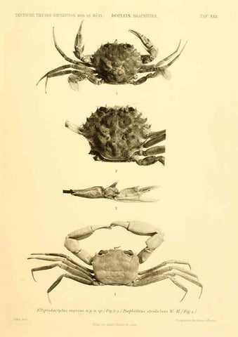 Reproducción/Reproduction 6388997421: Wissenschaftliche Ergebnisse der Deutschen Tiefsee-Expedition auf dem Dampfer ""Valdivia"" 1898-1899. bd.6. Atlas Jena,G. Fischer,1902-40
