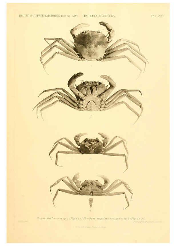 Reproducción/Reproduction 6388997723: Wissenschaftliche Ergebnisse der Deutschen Tiefsee-Expedition auf dem Dampfer ""Valdivia"" 1898-1899. bd.6. Atlas Jena,G. Fischer,1902-40