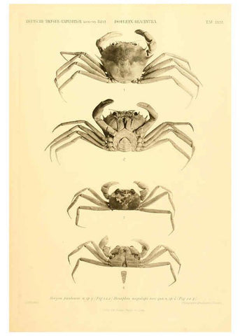 Reproducción/Reproduction 6388997723: Wissenschaftliche Ergebnisse der Deutschen Tiefsee-Expedition auf dem Dampfer ""Valdivia"" 1898-1899. bd.6. Atlas Jena,G. Fischer,1902-40