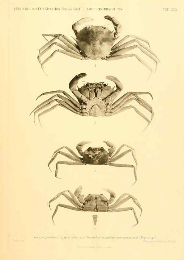 Reproducción/Reproduction 6388997723: Wissenschaftliche Ergebnisse der Deutschen Tiefsee-Expedition auf dem Dampfer ""Valdivia"" 1898-1899. bd.6. Atlas Jena,G. Fischer,1902-40