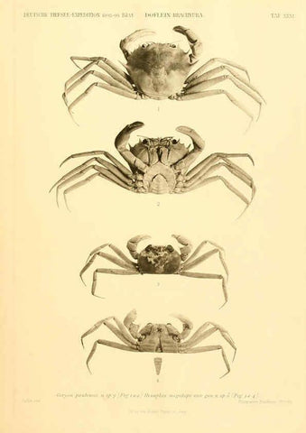 Reproducción/Reproduction 6388997723: Wissenschaftliche Ergebnisse der Deutschen Tiefsee-Expedition auf dem Dampfer ""Valdivia"" 1898-1899. bd.6. Atlas Jena,G. Fischer,1902-40