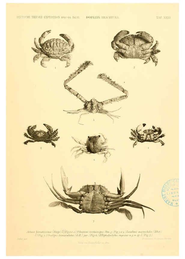 Reproducción/Reproduction 6388997993: Wissenschaftliche Ergebnisse der Deutschen Tiefsee-Expedition auf dem Dampfer ""Valdivia"" 1898-1899. bd.6. Atlas Jena,G. Fischer,1902-40