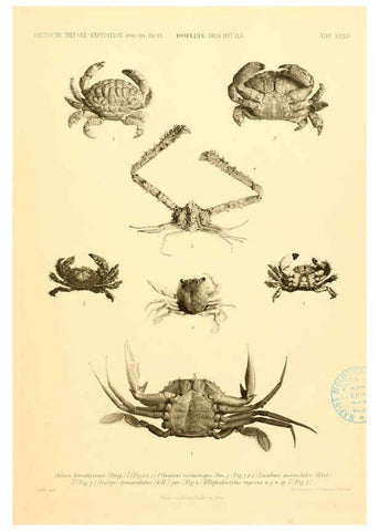 Reproducción/Reproduction 6388997993: Wissenschaftliche Ergebnisse der Deutschen Tiefsee-Expedition auf dem Dampfer ""Valdivia"" 1898-1899. bd.6. Atlas Jena,G. Fischer,1902-40
