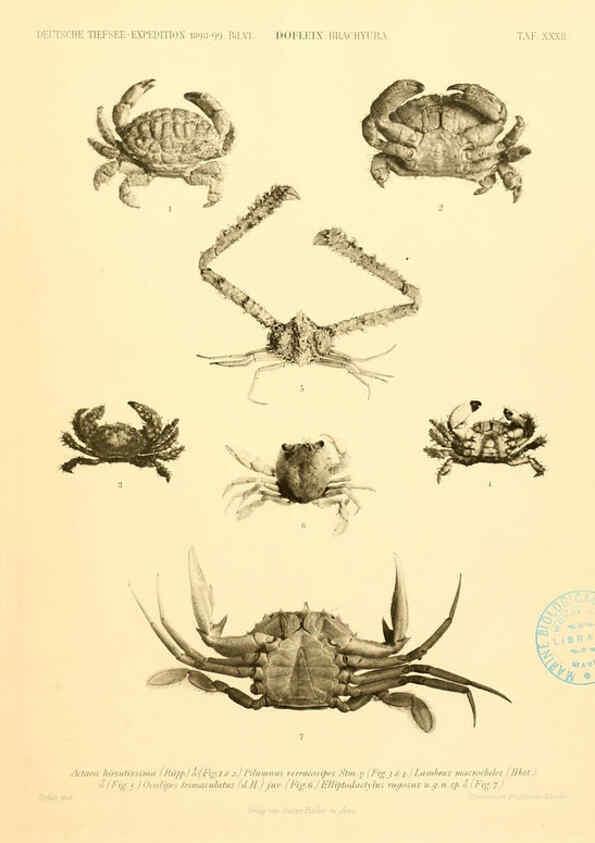 Reproducción/Reproduction 6388997993: Wissenschaftliche Ergebnisse der Deutschen Tiefsee-Expedition auf dem Dampfer ""Valdivia"" 1898-1899. bd.6. Atlas Jena,G. Fischer,1902-40