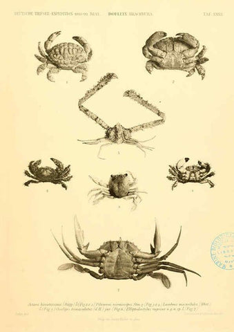 Reproducción/Reproduction 6388997993: Wissenschaftliche Ergebnisse der Deutschen Tiefsee-Expedition auf dem Dampfer ""Valdivia"" 1898-1899. bd.6. Atlas Jena,G. Fischer,1902-40
