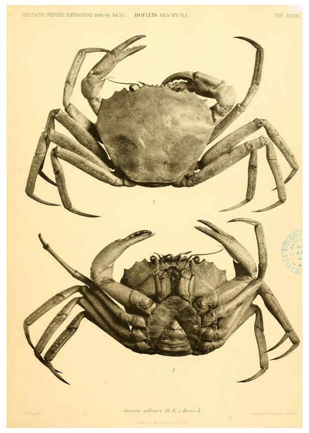 Reproducción/Reproduction 6388998285: Wissenschaftliche Ergebnisse der Deutschen Tiefsee-Expedition auf dem Dampfer ""Valdivia"" 1898-1899. bd.6. Atlas Jena,G. Fischer,1902-40