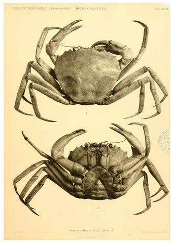 Reproducción/Reproduction 6388998285: Wissenschaftliche Ergebnisse der Deutschen Tiefsee-Expedition auf dem Dampfer ""Valdivia"" 1898-1899. bd.6. Atlas Jena,G. Fischer,1902-40