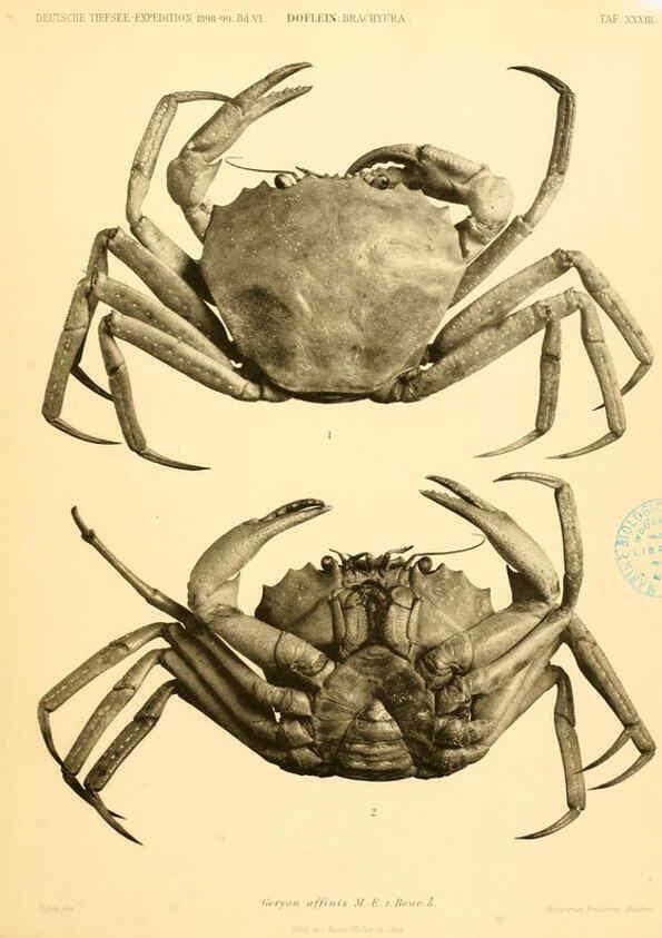 Reproducción/Reproduction 6388998285: Wissenschaftliche Ergebnisse der Deutschen Tiefsee-Expedition auf dem Dampfer ""Valdivia"" 1898-1899. bd.6. Atlas Jena,G. Fischer,1902-40