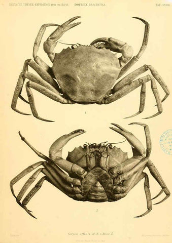Reproducción/Reproduction 6388998285: Wissenschaftliche Ergebnisse der Deutschen Tiefsee-Expedition auf dem Dampfer ""Valdivia"" 1898-1899. bd.6. Atlas Jena,G. Fischer,1902-40