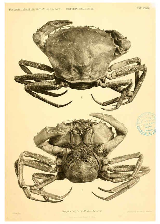 Reproducción/Reproduction 6388998543: Wissenschaftliche Ergebnisse der Deutschen Tiefsee-Expedition auf dem Dampfer ""Valdivia"" 1898-1899. bd.6. Atlas Jena,G. Fischer,1902-40