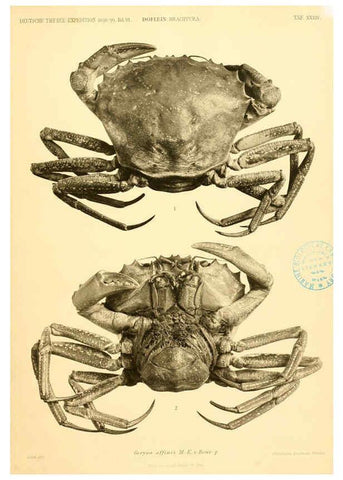 Reproducción/Reproduction 6388998543: Wissenschaftliche Ergebnisse der Deutschen Tiefsee-Expedition auf dem Dampfer ""Valdivia"" 1898-1899. bd.6. Atlas Jena,G. Fischer,1902-40