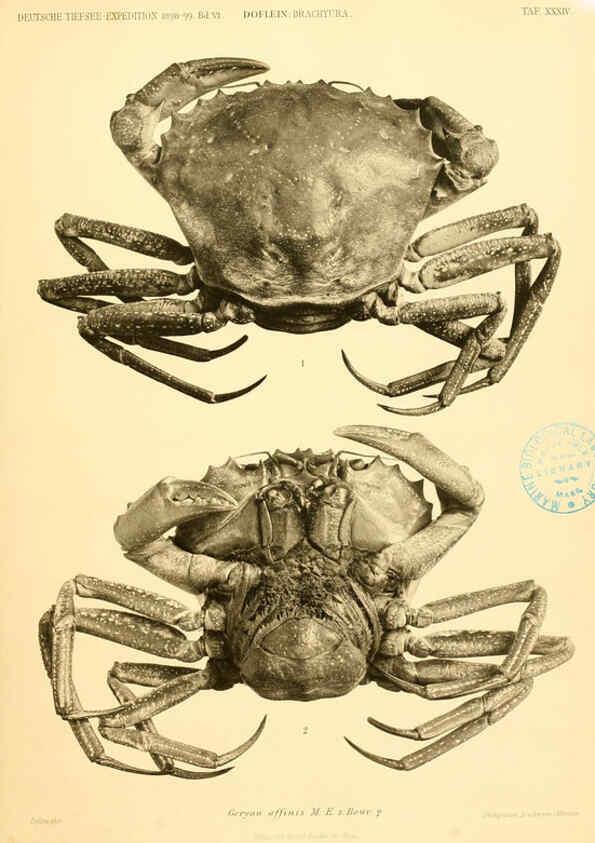 Reproducción/Reproduction 6388998543: Wissenschaftliche Ergebnisse der Deutschen Tiefsee-Expedition auf dem Dampfer ""Valdivia"" 1898-1899. bd.6. Atlas Jena,G. Fischer,1902-40