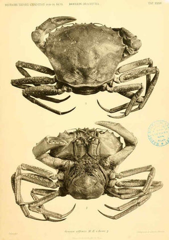 Reproducción/Reproduction 6388998543: Wissenschaftliche Ergebnisse der Deutschen Tiefsee-Expedition auf dem Dampfer ""Valdivia"" 1898-1899. bd.6. Atlas Jena,G. Fischer,1902-40