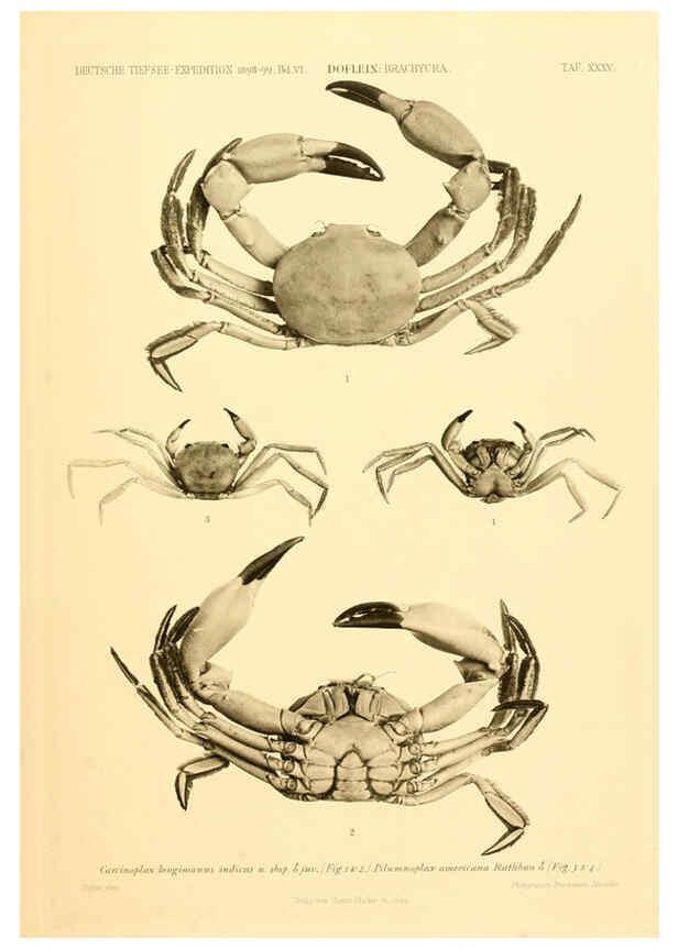 Reproducción/Reproduction 6388998937: Wissenschaftliche Ergebnisse der Deutschen Tiefsee-Expedition auf dem Dampfer ""Valdivia"" 1898-1899. bd.6. Atlas Jena,G. Fischer,1902-40