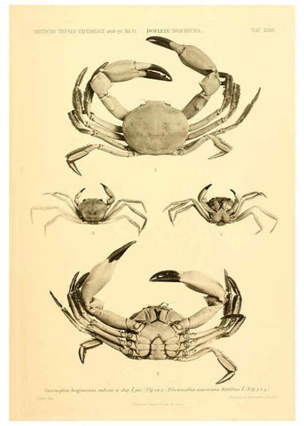 Reproducción/Reproduction 6388998937: Wissenschaftliche Ergebnisse der Deutschen Tiefsee-Expedition auf dem Dampfer ""Valdivia"" 1898-1899. bd.6. Atlas Jena,G. Fischer,1902-40