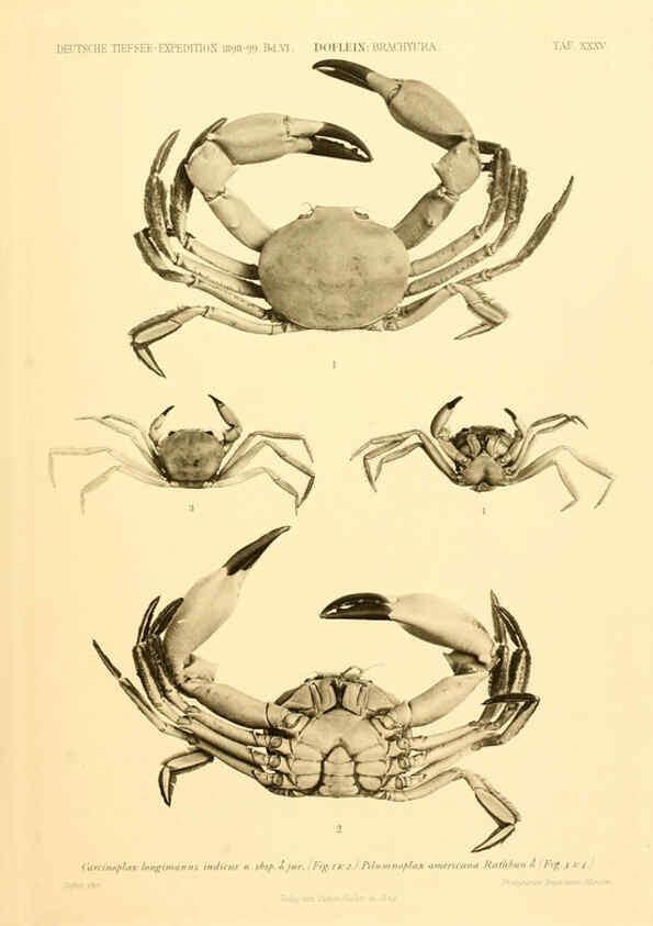 Reproducción/Reproduction 6388998937: Wissenschaftliche Ergebnisse der Deutschen Tiefsee-Expedition auf dem Dampfer ""Valdivia"" 1898-1899. bd.6. Atlas Jena,G. Fischer,1902-40
