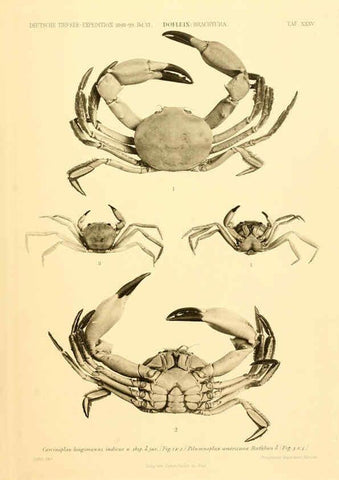Reproducción/Reproduction 6388998937: Wissenschaftliche Ergebnisse der Deutschen Tiefsee-Expedition auf dem Dampfer ""Valdivia"" 1898-1899. bd.6. Atlas Jena,G. Fischer,1902-40