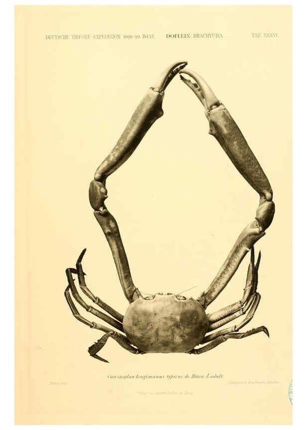 Reproducción/Reproduction 6388999215: Wissenschaftliche Ergebnisse der Deutschen Tiefsee-Expedition auf dem Dampfer ""Valdivia"" 1898-1899. bd.6. Atlas Jena,G. Fischer,1902-40