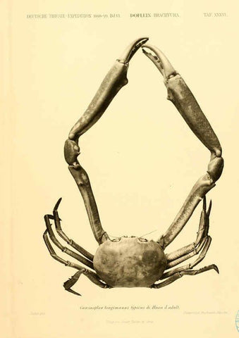 Reproducción/Reproduction 6388999215: Wissenschaftliche Ergebnisse der Deutschen Tiefsee-Expedition auf dem Dampfer ""Valdivia"" 1898-1899. bd.6. Atlas Jena,G. Fischer,1902-40