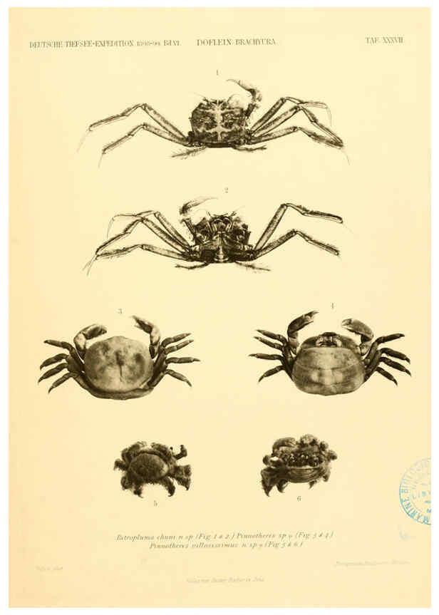 Reproducción/Reproduction 6388999593: Wissenschaftliche Ergebnisse der Deutschen Tiefsee-Expedition auf dem Dampfer ""Valdivia"" 1898-1899. bd.6. Atlas Jena,G. Fischer,1902-40