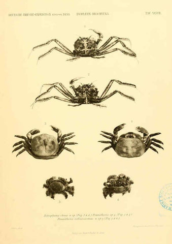 Reproducción/Reproduction 6388999593: Wissenschaftliche Ergebnisse der Deutschen Tiefsee-Expedition auf dem Dampfer ""Valdivia"" 1898-1899. bd.6. Atlas Jena,G. Fischer,1902-40
