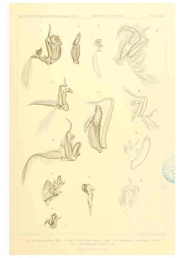 Reproducción/Reproduction 6389000031: Wissenschaftliche Ergebnisse der Deutschen Tiefsee-Expedition auf dem Dampfer ""Valdivia"" 1898-1899. bd.6. Atlas Jena,G. Fischer,1902-40