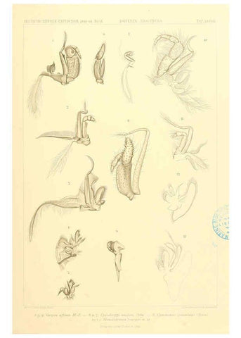 Reproducción/Reproduction 6389000031: Wissenschaftliche Ergebnisse der Deutschen Tiefsee-Expedition auf dem Dampfer ""Valdivia"" 1898-1899. bd.6. Atlas Jena,G. Fischer,1902-40