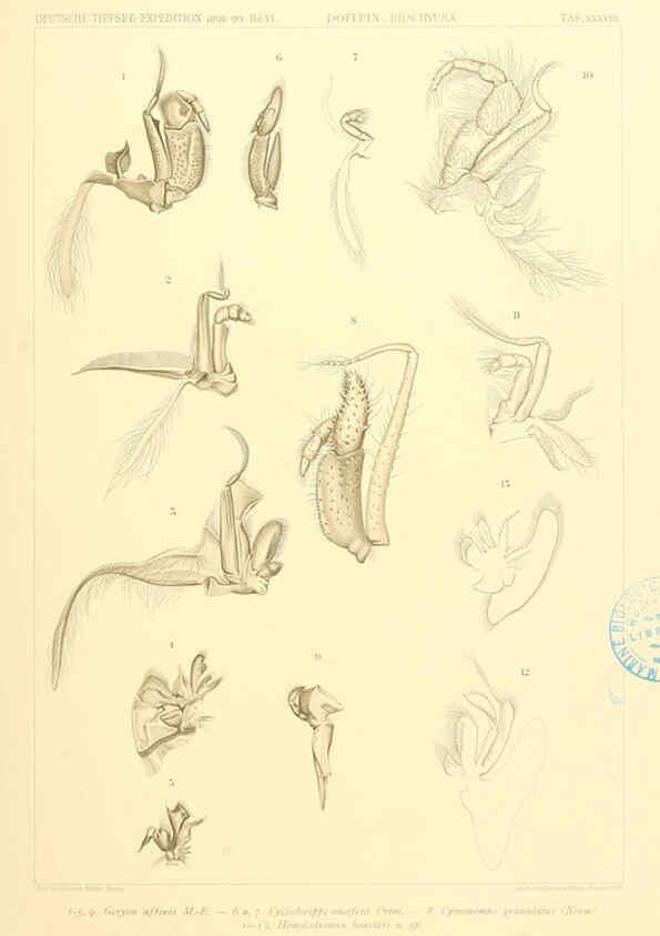 Reproducción/Reproduction 6389000031: Wissenschaftliche Ergebnisse der Deutschen Tiefsee-Expedition auf dem Dampfer ""Valdivia"" 1898-1899. bd.6. Atlas Jena,G. Fischer,1902-40