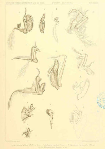 Reproducción/Reproduction 6389000031: Wissenschaftliche Ergebnisse der Deutschen Tiefsee-Expedition auf dem Dampfer ""Valdivia"" 1898-1899. bd.6. Atlas Jena,G. Fischer,1902-40