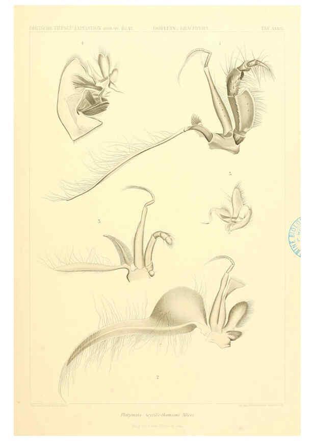 Reproducción/Reproduction 6389000307: Wissenschaftliche Ergebnisse der Deutschen Tiefsee-Expedition auf dem Dampfer ""Valdivia"" 1898-1899. bd.6. Atlas Jena,G. Fischer,1902-40