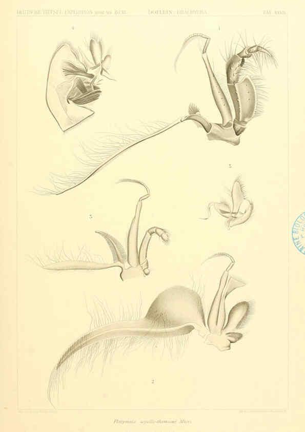 Reproducción/Reproduction 6389000307: Wissenschaftliche Ergebnisse der Deutschen Tiefsee-Expedition auf dem Dampfer ""Valdivia"" 1898-1899. bd.6. Atlas Jena,G. Fischer,1902-40