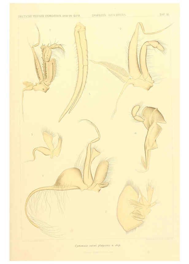Reproducción/Reproduction 6389000561: Wissenschaftliche Ergebnisse der Deutschen Tiefsee-Expedition auf dem Dampfer ""Valdivia"" 1898-1899. bd.6. Atlas Jena,G. Fischer,1902-40