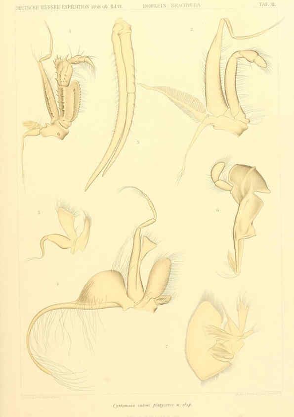 Reproducción/Reproduction 6389000561: Wissenschaftliche Ergebnisse der Deutschen Tiefsee-Expedition auf dem Dampfer ""Valdivia"" 1898-1899. bd.6. Atlas Jena,G. Fischer,1902-40