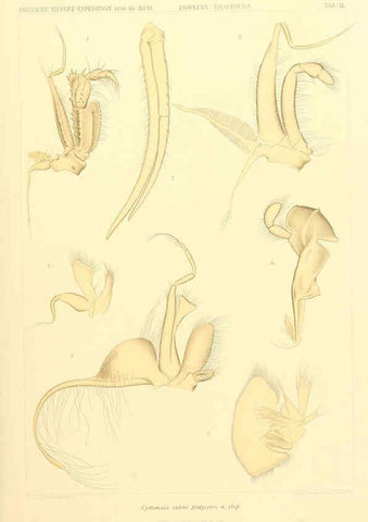 Reproducción/Reproduction 6389000561: Wissenschaftliche Ergebnisse der Deutschen Tiefsee-Expedition auf dem Dampfer ""Valdivia"" 1898-1899. bd.6. Atlas Jena,G. Fischer,1902-40