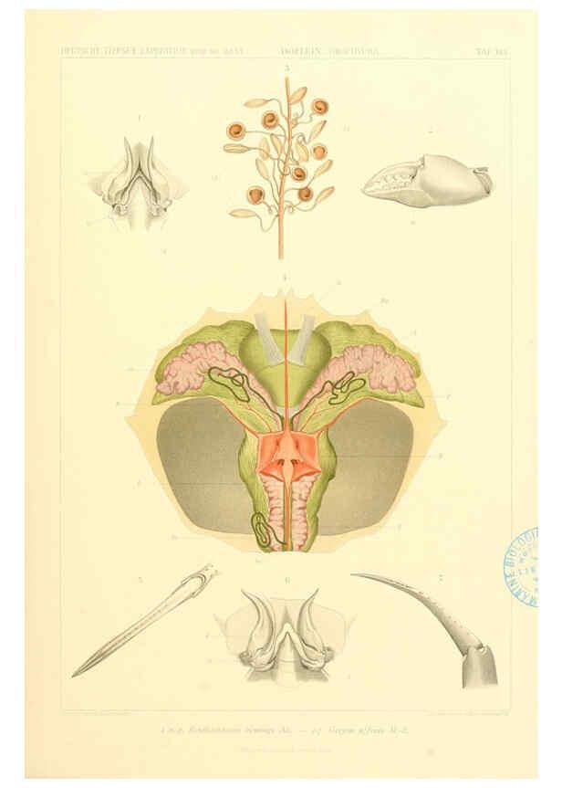 Reproducción/Reproduction 6389000847: Wissenschaftliche Ergebnisse der Deutschen Tiefsee-Expedition auf dem Dampfer ""Valdivia"" 1898-1899. bd.6. Atlas Jena,G. Fischer,1902-40