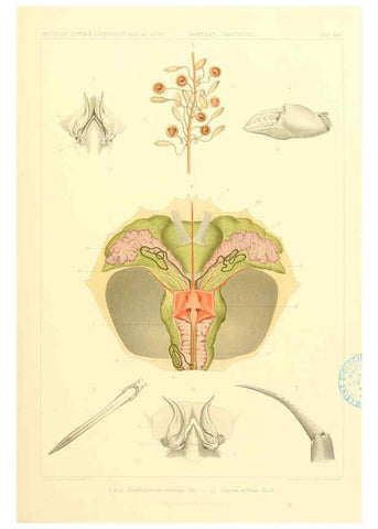 Reproducción/Reproduction 6389000847: Wissenschaftliche Ergebnisse der Deutschen Tiefsee-Expedition auf dem Dampfer ""Valdivia"" 1898-1899. bd.6. Atlas Jena,G. Fischer,1902-40