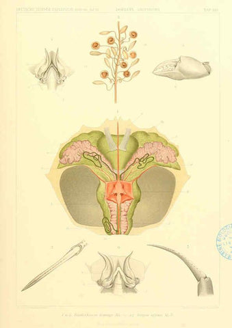 Reproducción/Reproduction 6389000847: Wissenschaftliche Ergebnisse der Deutschen Tiefsee-Expedition auf dem Dampfer ""Valdivia"" 1898-1899. bd.6. Atlas Jena,G. Fischer,1902-40
