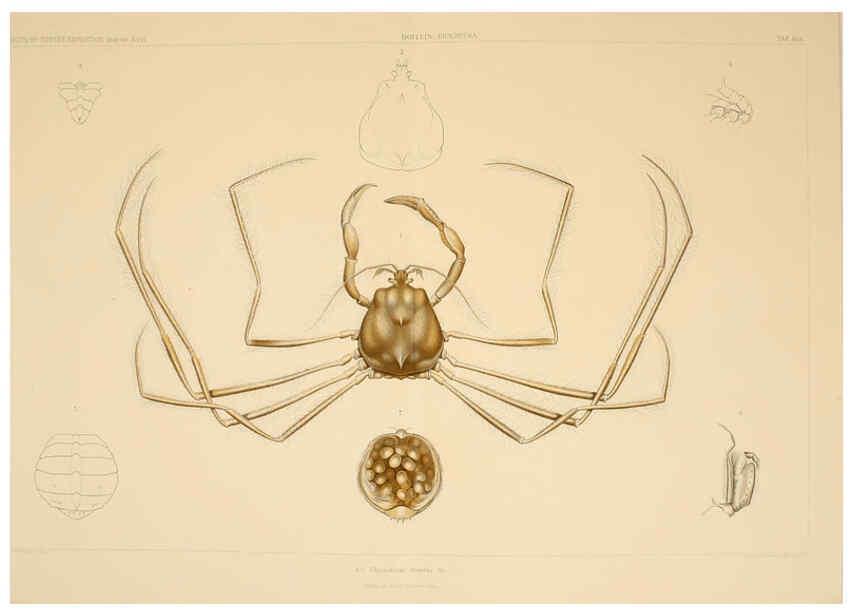 Reproducción/Reproduction 6389001159: Wissenschaftliche Ergebnisse der Deutschen Tiefsee-Expedition auf dem Dampfer ""Valdivia"" 1898-1899. bd.6. Atlas Jena,G. Fischer,1902-40