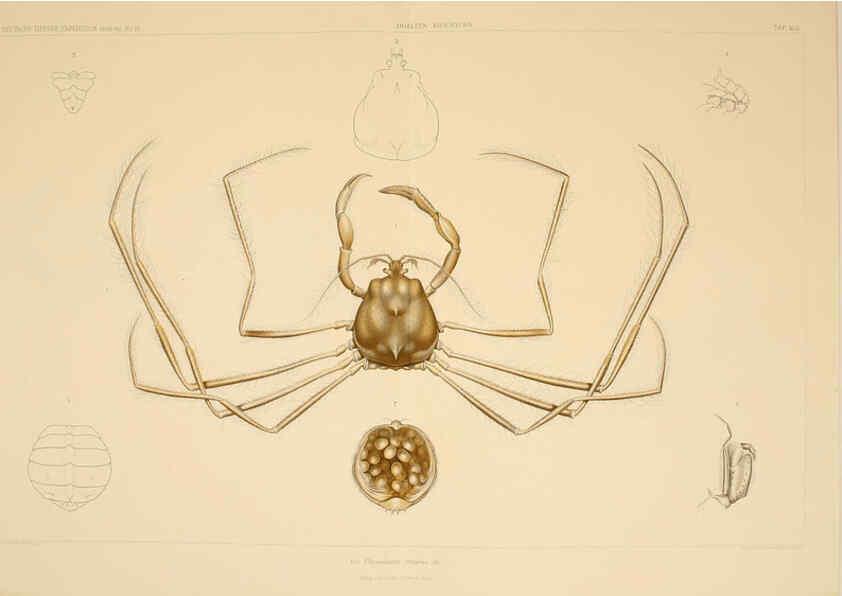 Reproducción/Reproduction 6389001159: Wissenschaftliche Ergebnisse der Deutschen Tiefsee-Expedition auf dem Dampfer ""Valdivia"" 1898-1899. bd.6. Atlas Jena,G. Fischer,1902-40