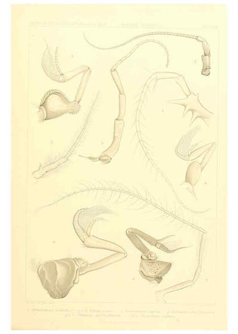Reproducción/Reproduction 6389001449: Wissenschaftliche Ergebnisse der Deutschen Tiefsee-Expedition auf dem Dampfer ""Valdivia"" 1898-1899. bd.6. Atlas Jena,G. Fischer,1902-40