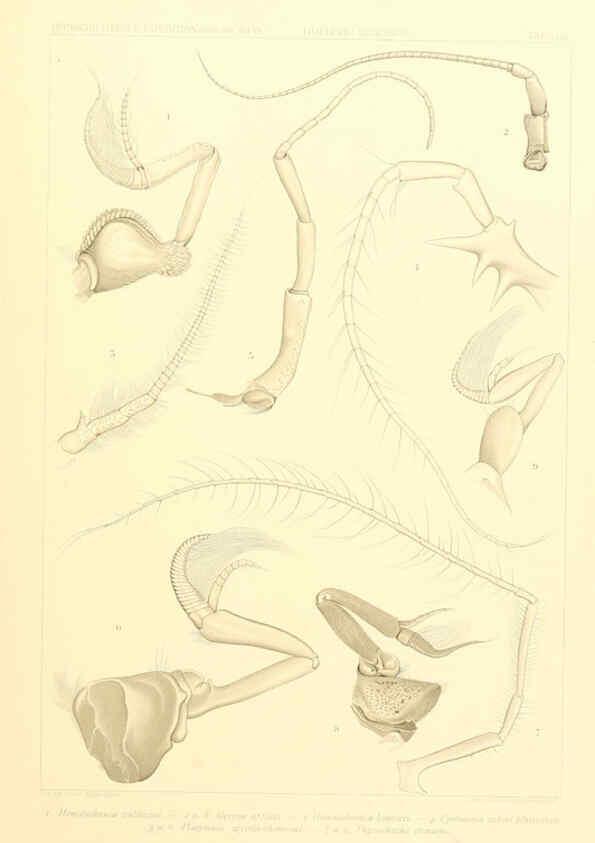 Reproducción/Reproduction 6389001449: Wissenschaftliche Ergebnisse der Deutschen Tiefsee-Expedition auf dem Dampfer ""Valdivia"" 1898-1899. bd.6. Atlas Jena,G. Fischer,1902-40