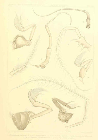Reproducción/Reproduction 6389001449: Wissenschaftliche Ergebnisse der Deutschen Tiefsee-Expedition auf dem Dampfer ""Valdivia"" 1898-1899. bd.6. Atlas Jena,G. Fischer,1902-40