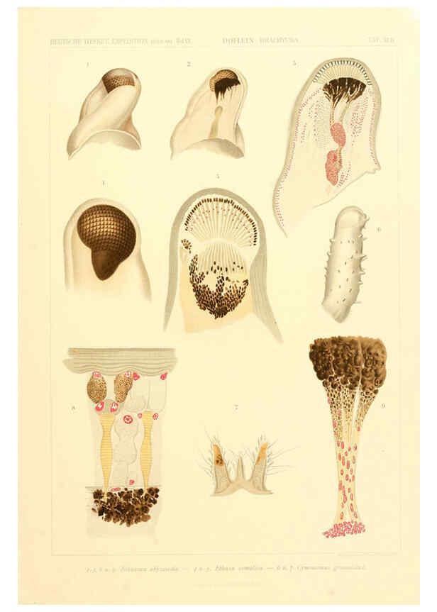 Reproducción/Reproduction 6389001745: Wissenschaftliche Ergebnisse der Deutschen Tiefsee-Expedition auf dem Dampfer ""Valdivia"" 1898-1899. bd.6. Atlas Jena,G. Fischer,1902-40